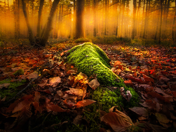 La sirène verte. Tableau photo fine Art