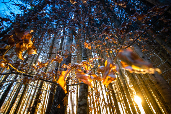 L'or des bois. Tableau photo fine Art