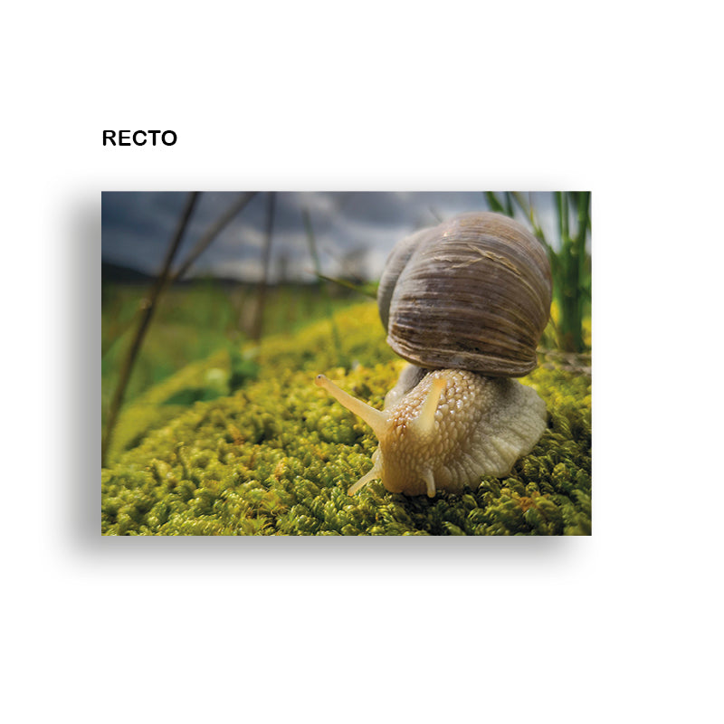 1 Carte postale "Eloge de la lenteur"   10 x1 5cm, image tirée du livre : "Petit journal utopique d'un photographe bienveillant"