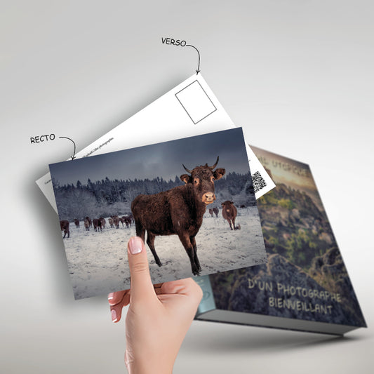 1 kartpostal "Kakao, dağ ineği" 10 x 15 cm, kitaptan resim: "Hayırsever bir fotoğrafçının küçük ütopik günlüğü"