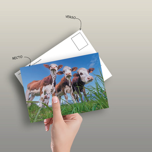 1 Carte postale  : "Vaches de Haute-Loire" 10 x 15 cm