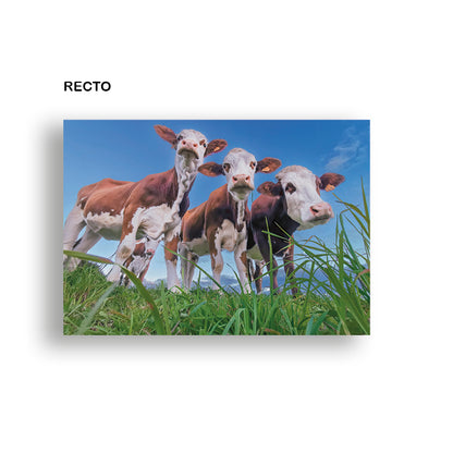1 Carte postale  : "Vaches de Haute-Loire" 10 x 15 cm
